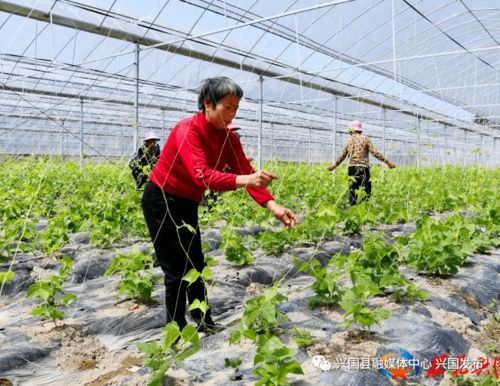 加大集團生豬養殖及屠宰加工項目助力興國打造大灣區優質農產品供應地
