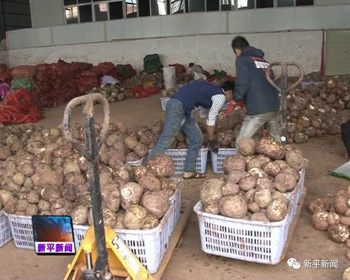 新平 提升魔芋經濟價值，做活農產品深加工文章