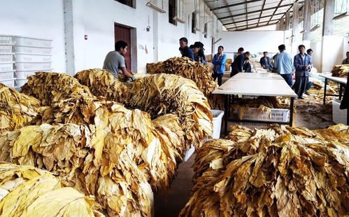 宣威大數據驅動農產品加工產業發展新篇章——曲靖頻道云南網要聞聚焦