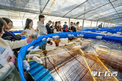 一季度長沙農產品加工業銷售收入突破917億元，同比增長6.5%展現穩健發展