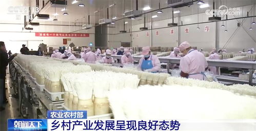 鄉(xiāng)村產(chǎn)業(yè)新新向榮，農(nóng)產(chǎn)品加工打造鄉(xiāng)村振興新引擎
