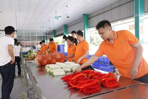 2019中央一號文件解讀 農村電商迎六大政策利好，農產品加工迎來新機遇